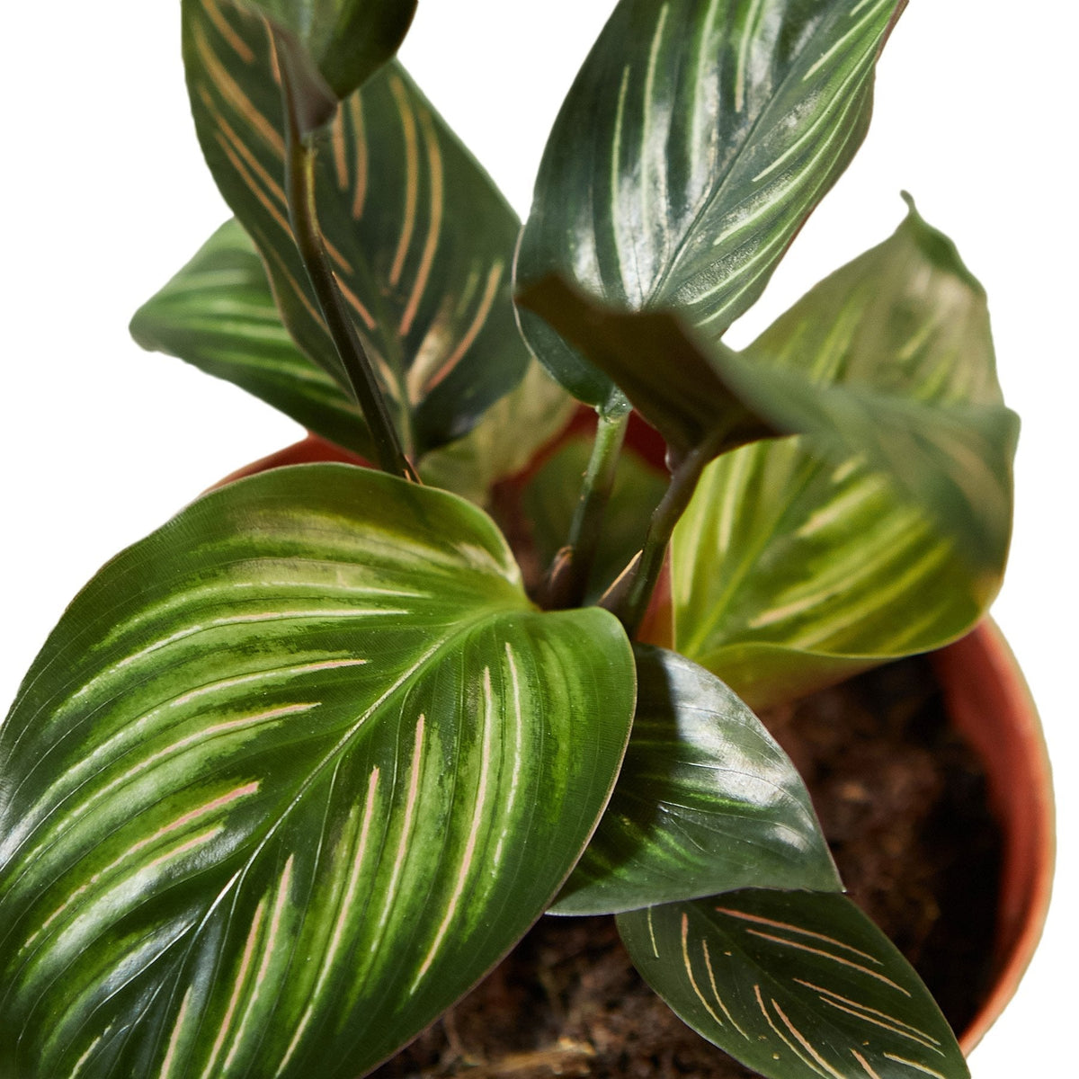 Calathea