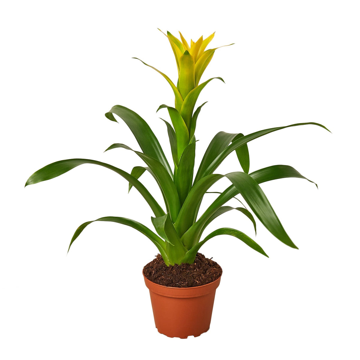 Yellow Guzmania Bromeliad
