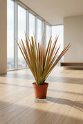 Dracaena 'Colorama'
