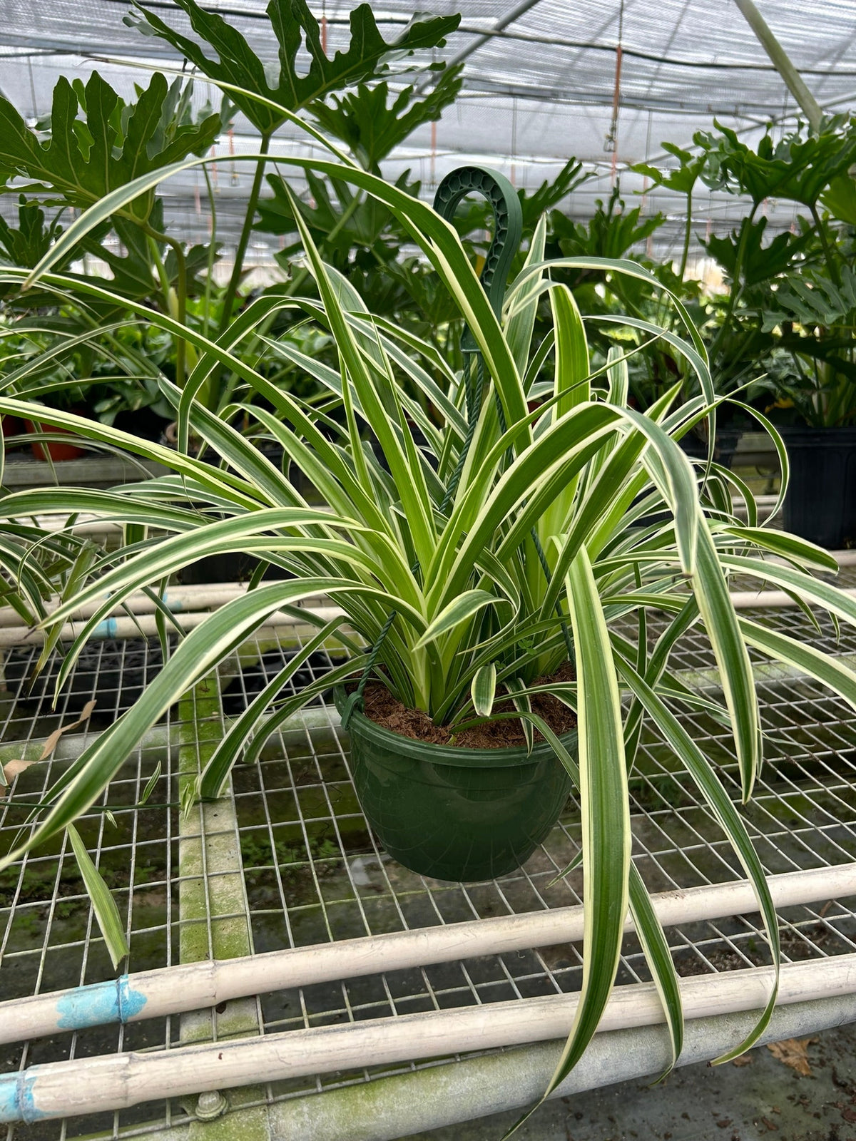 Reverse Spider Plant