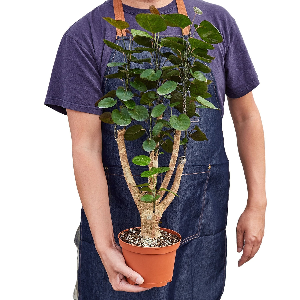 Aralia Fabian Stump