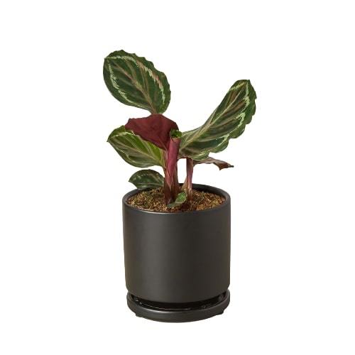 Calathea Roseopicta