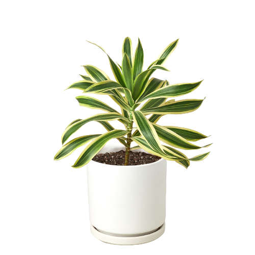 Dracaena