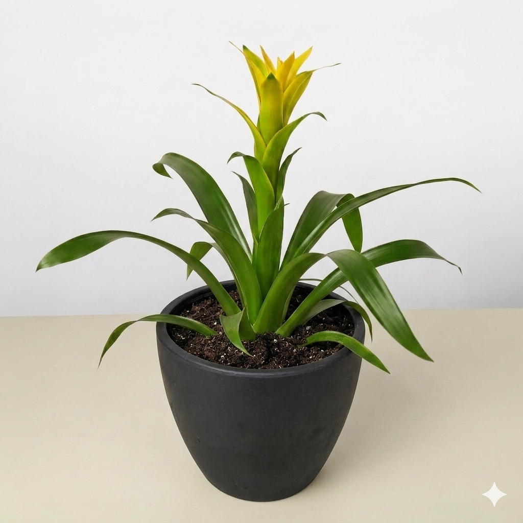 Yellow Guzmania Bromeliad