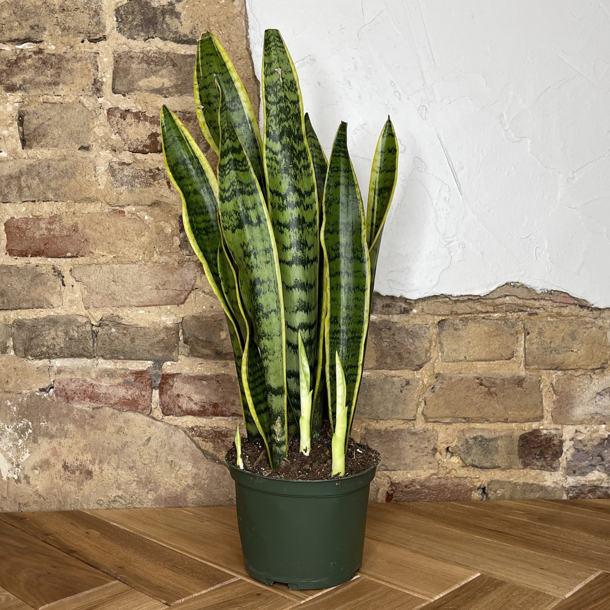 Snake Plant Laurentii