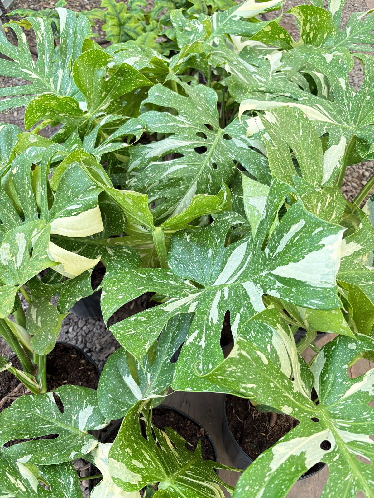 Monstera 'Thai Constellation'