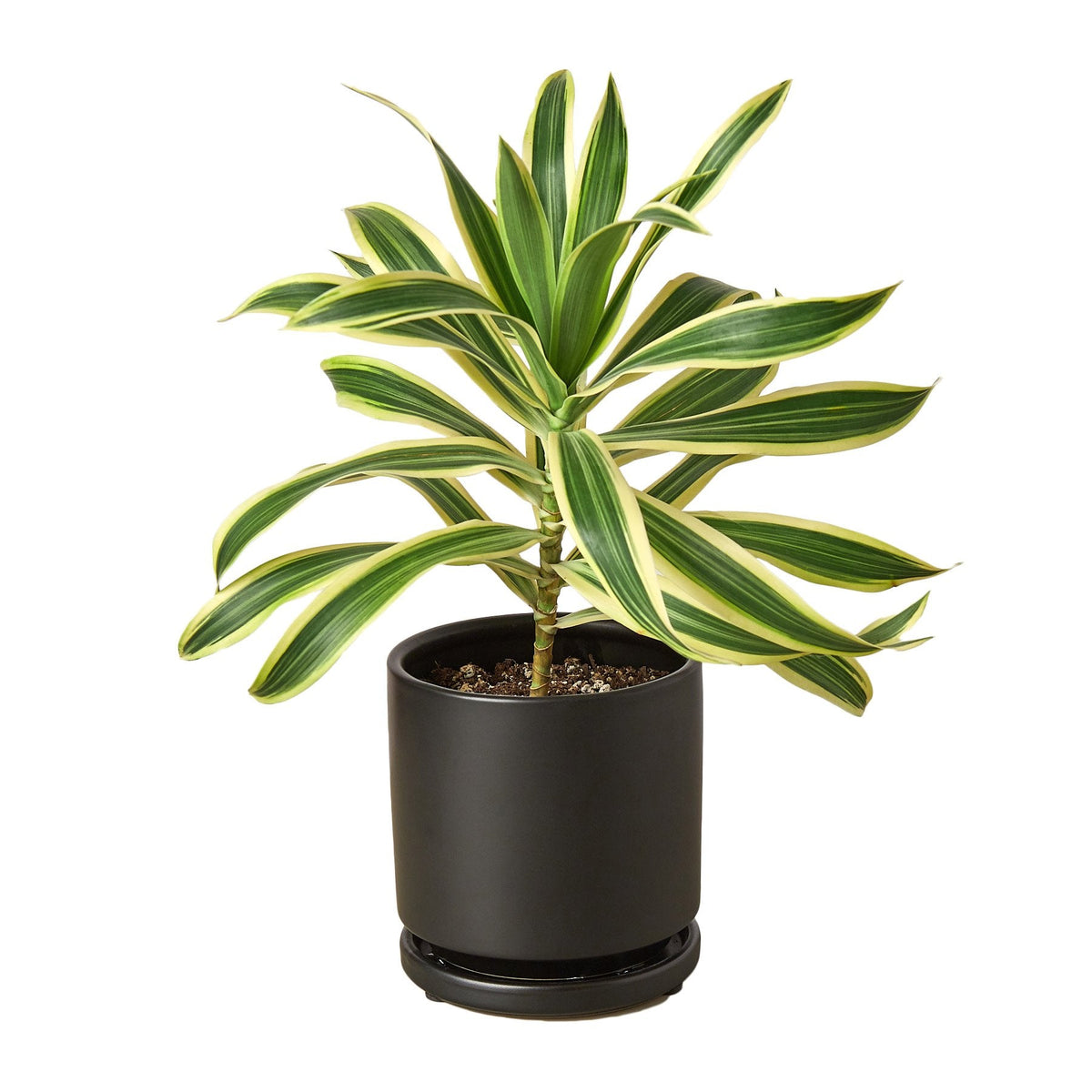 Dracaena