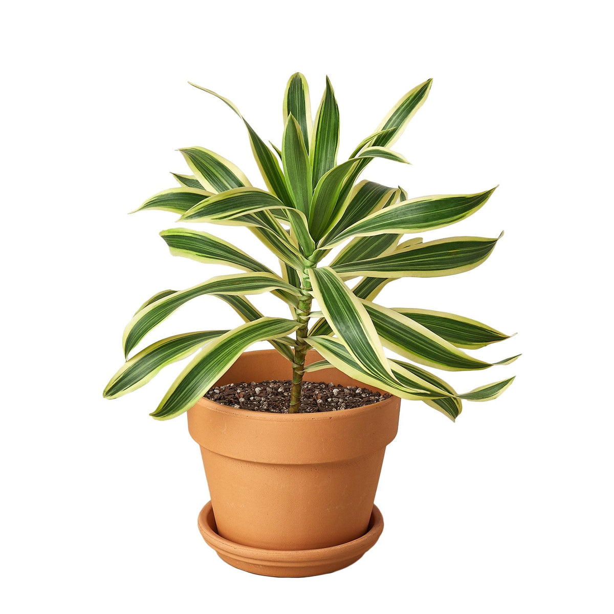 Dracaena