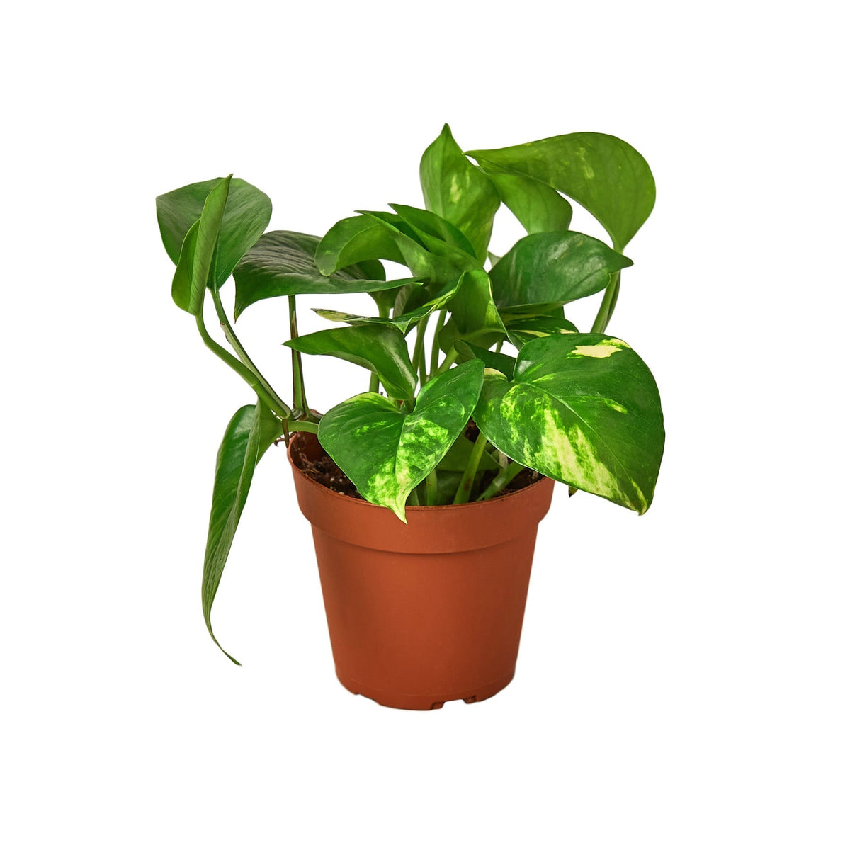 Pothos 'Golden' - 4" Pot