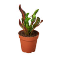Croton 'Mammy' - 4" Pot