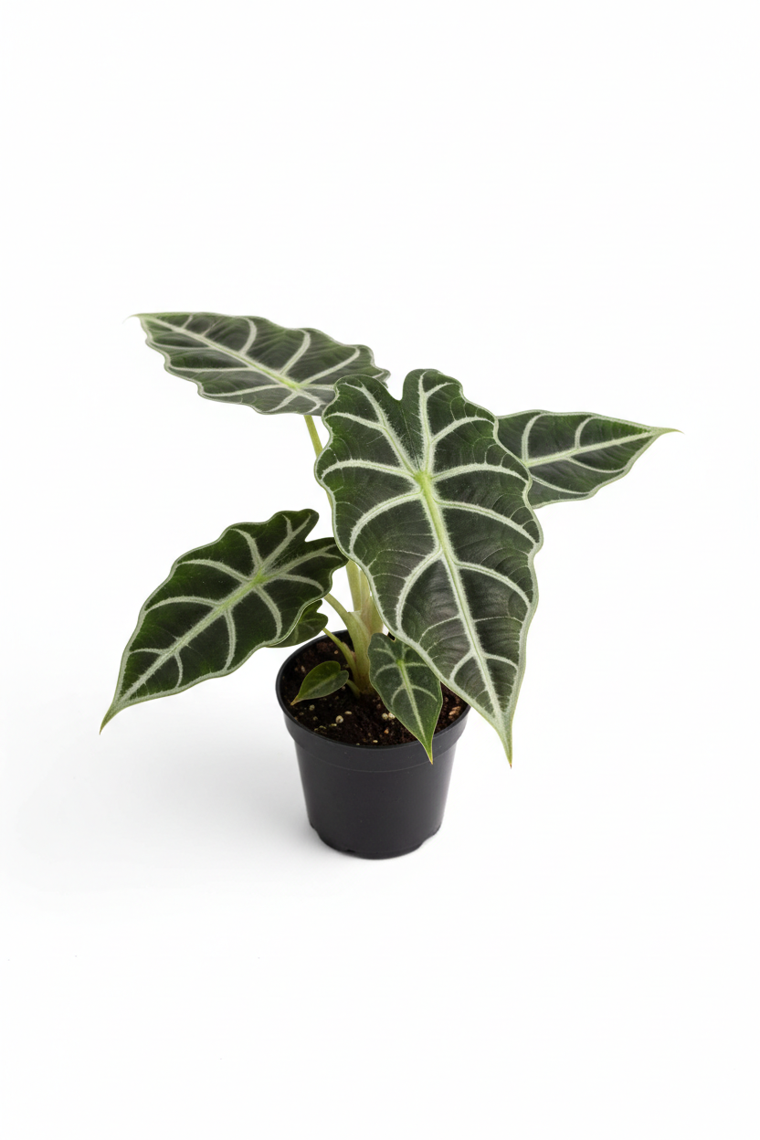 Alocasia Polly 'African Mask' - 4" Pot - NURSERY POT ONLY