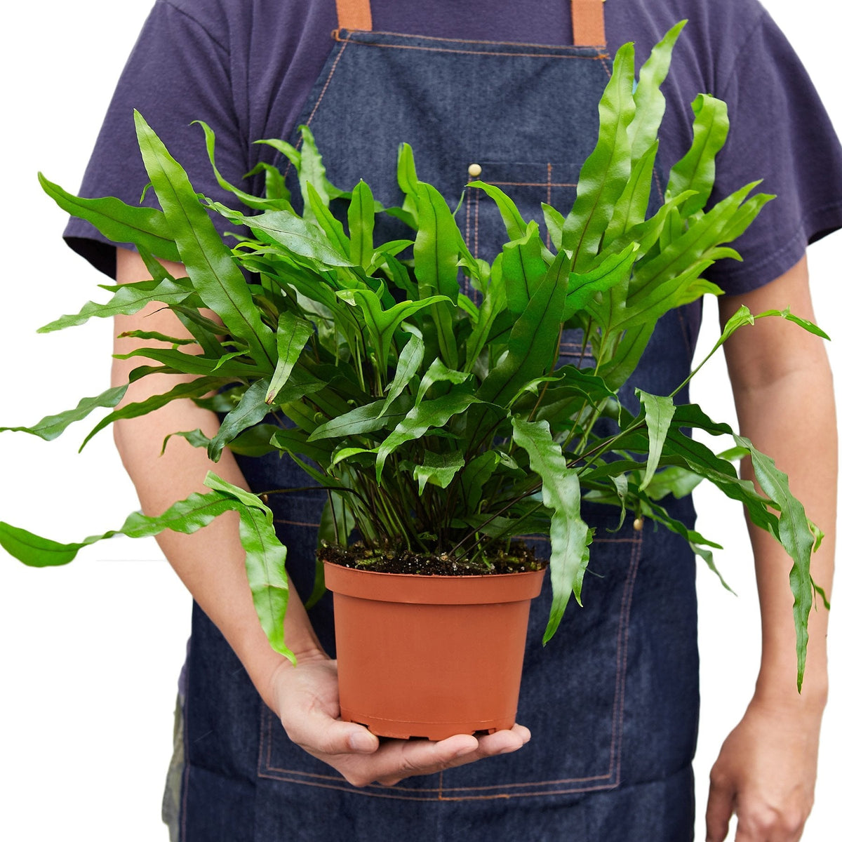 Fern 'Kangaroo Paw'