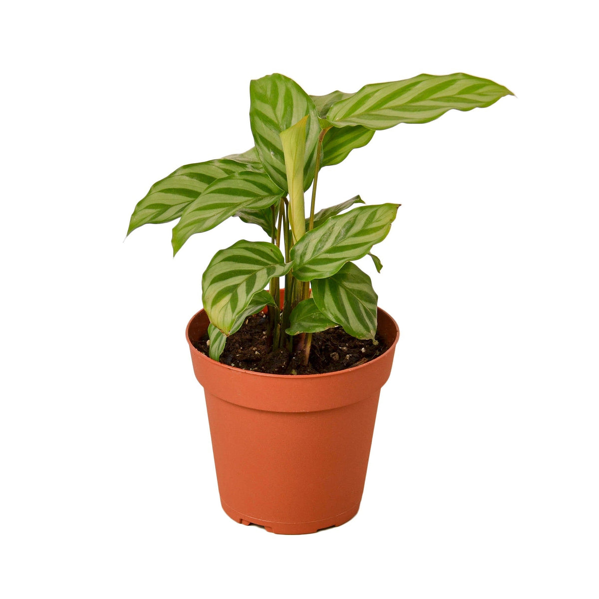 Calathea Concinna