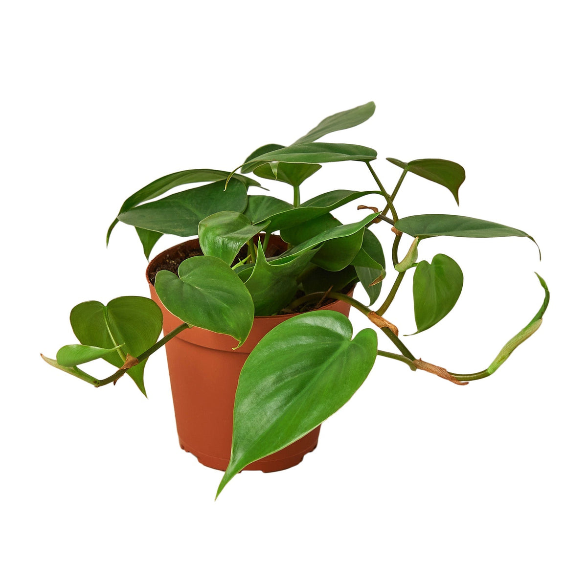 Philodendron Cordatum Heartleaf - 4" Pot