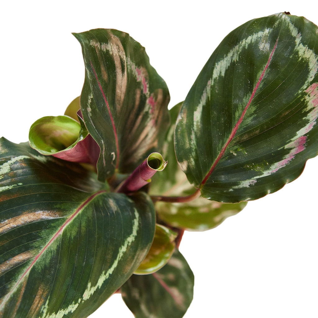 Calathea Roseopicta