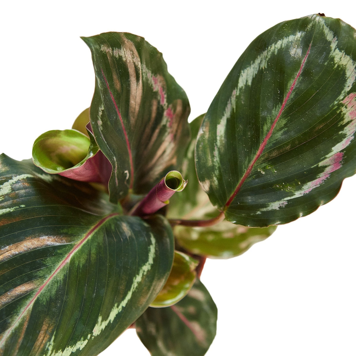 Calathea Roseopicta