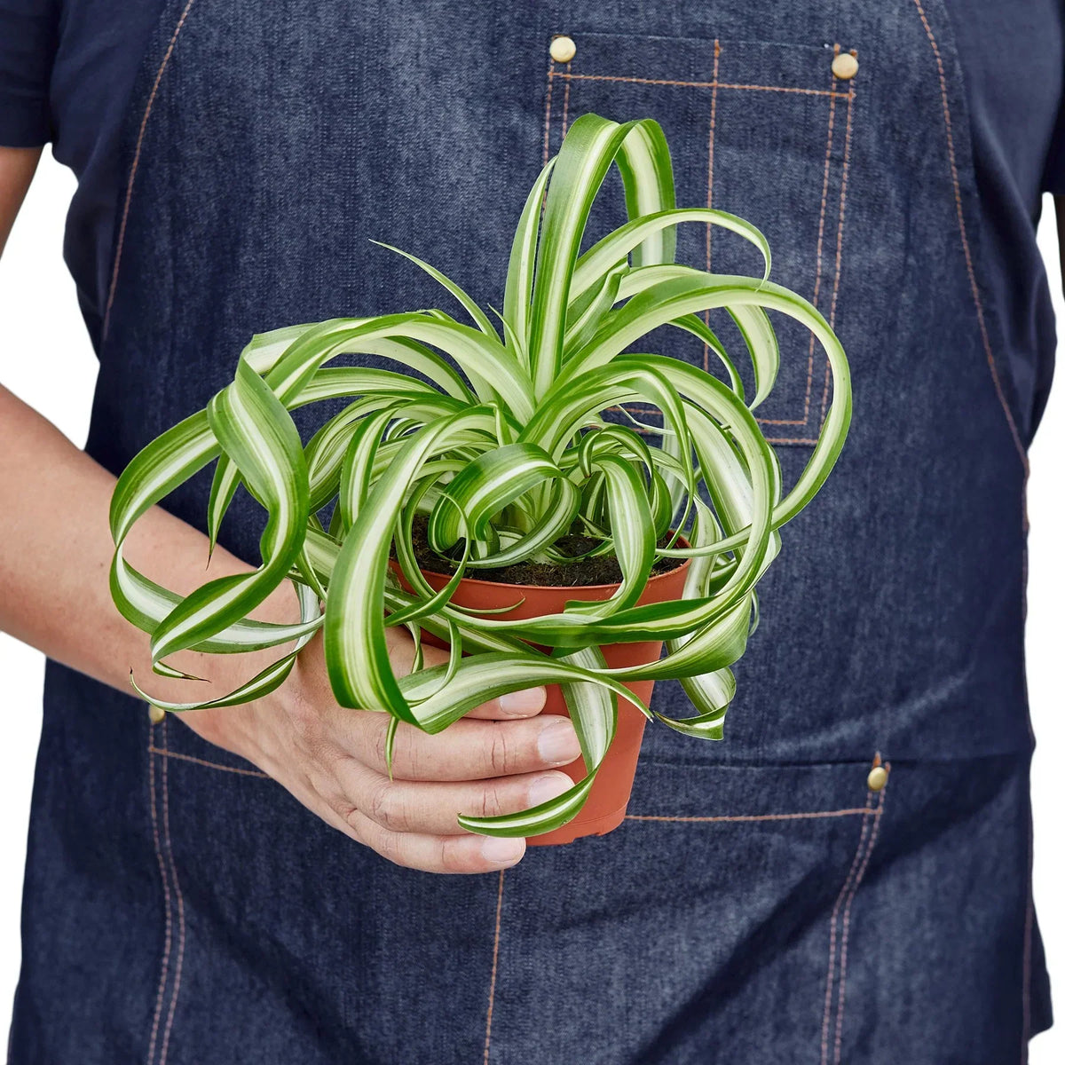 Hawaiian Spider Plant