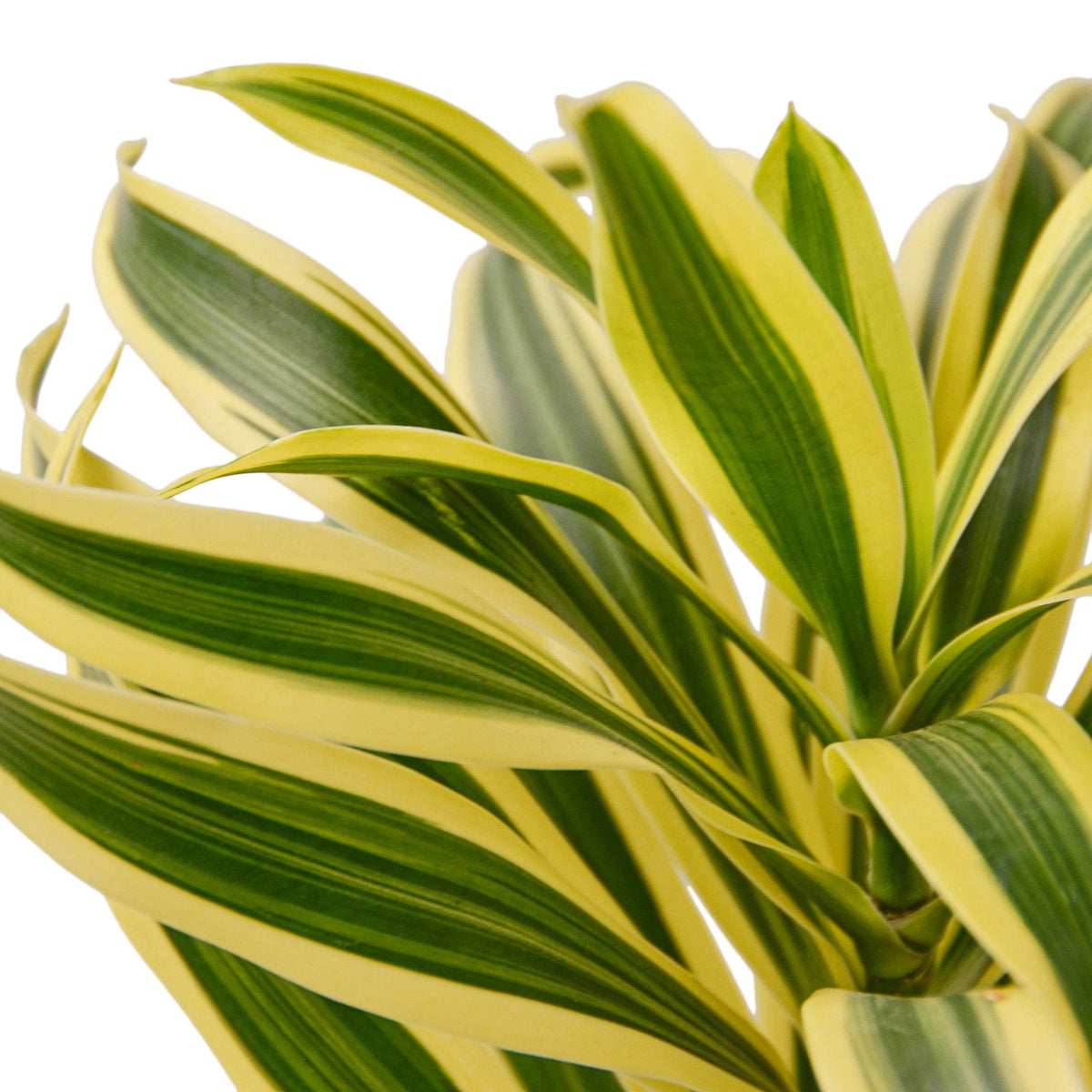 Dracaena