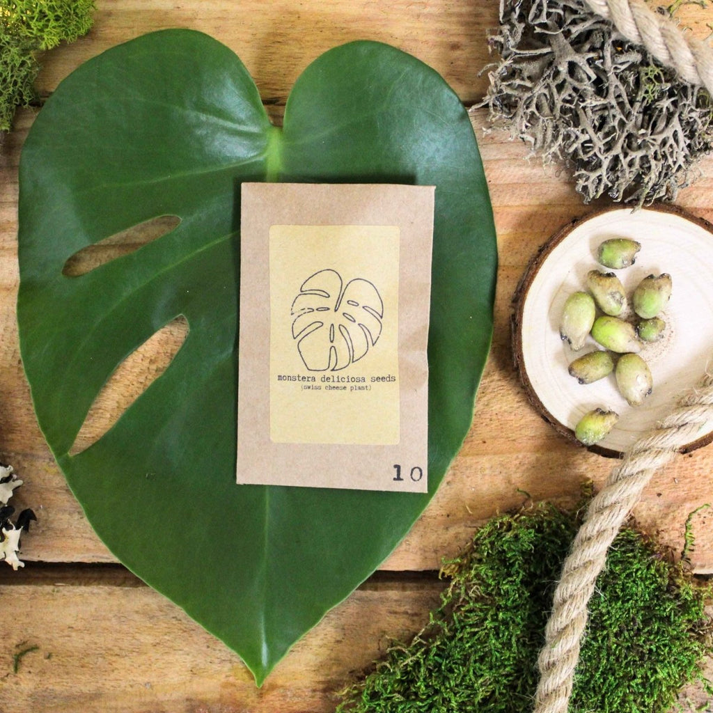 "Grow your own Jungle" Houseplant Seed Collection