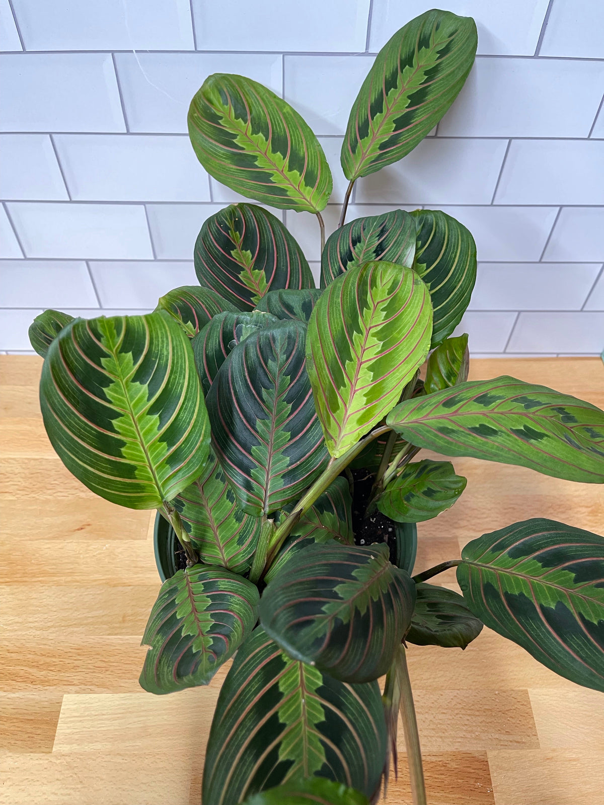 Maranta 'Red Prayer Plant'