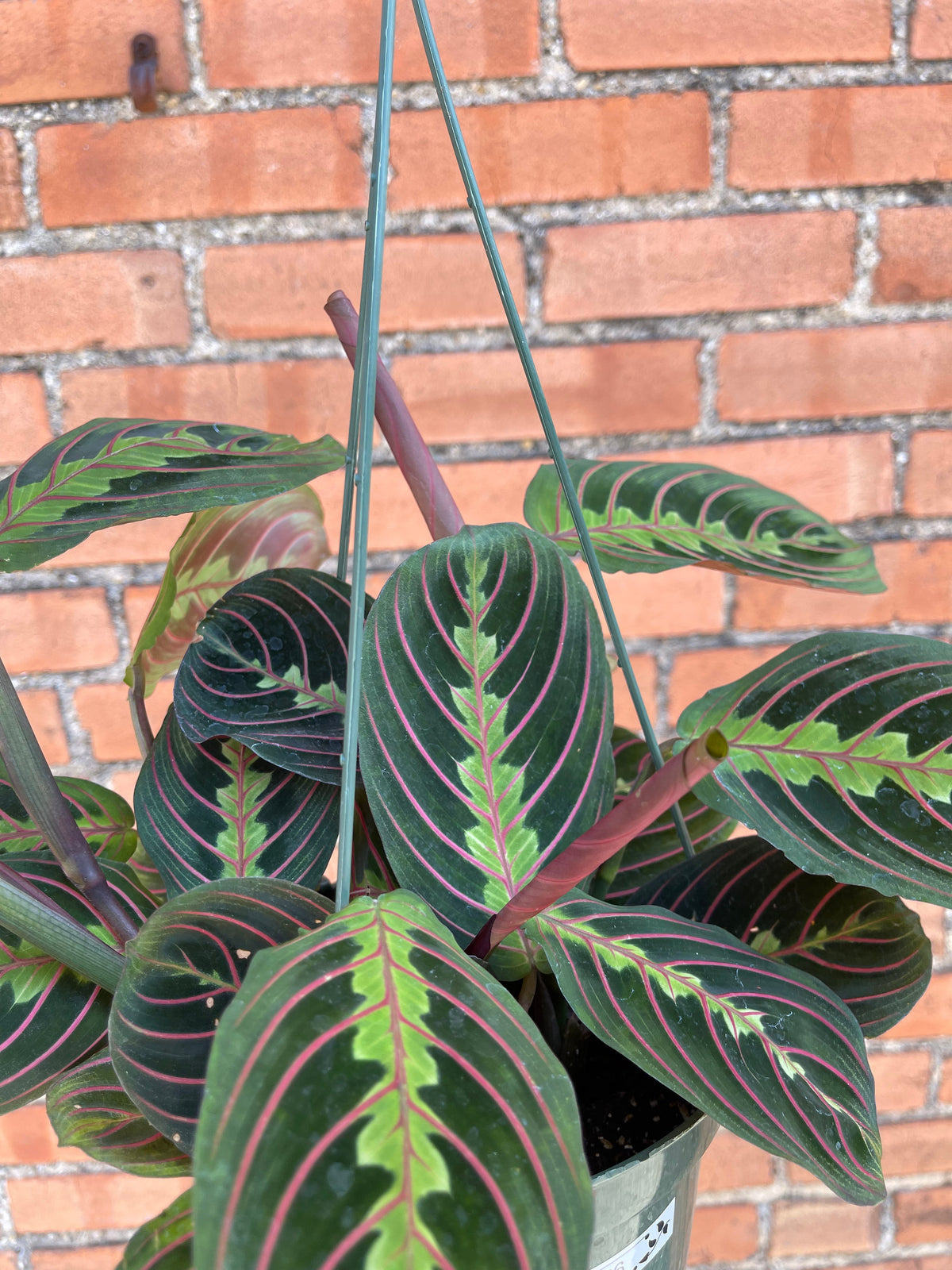 Maranta 'Red Prayer Plant'