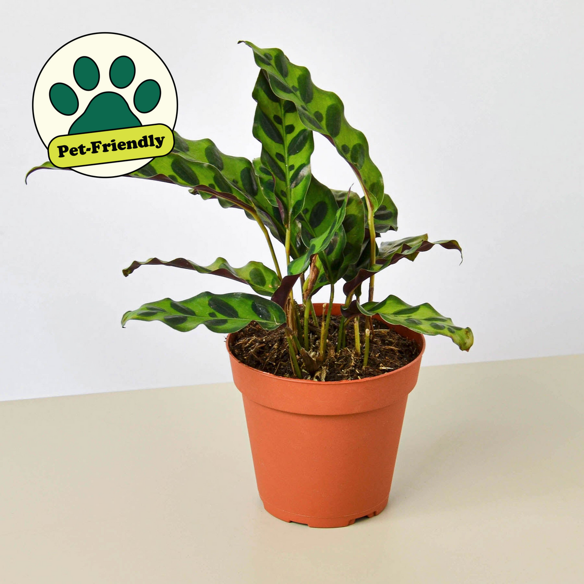 Calathea Rattlesnake