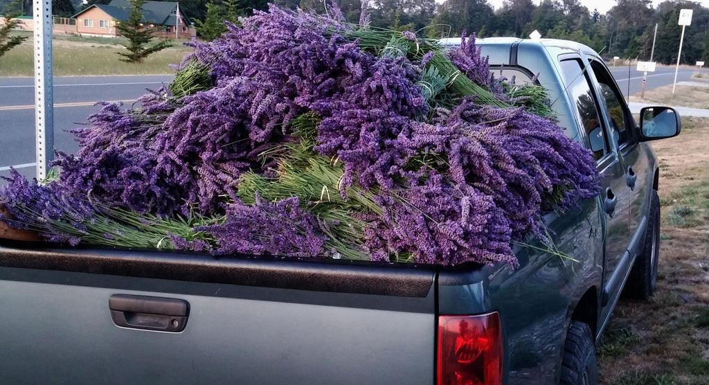Fresh Culinary Lavender Bundles 14-18 inch